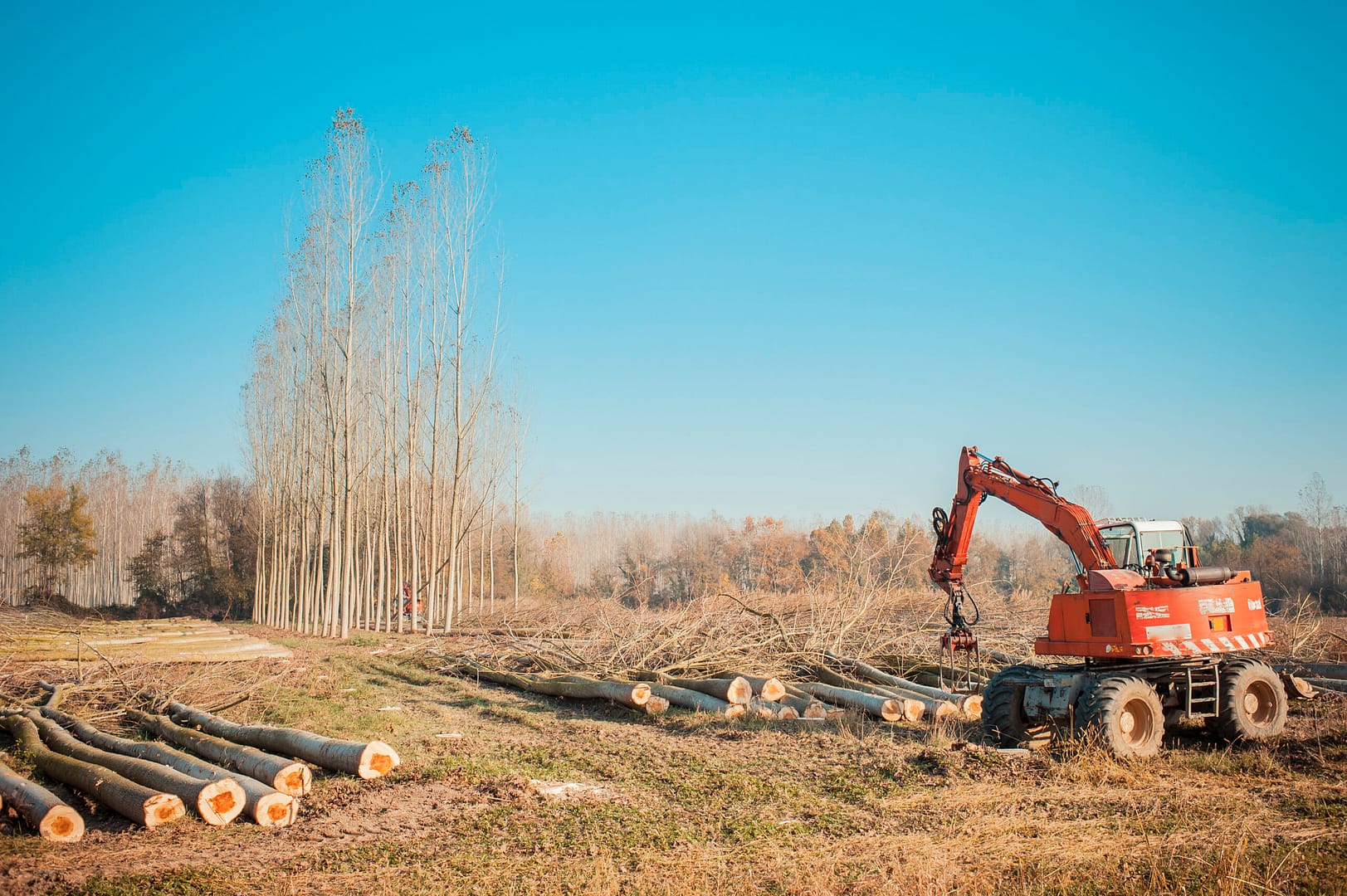 Cutting a forest of poplars: poplars file cut and cranes to move them.