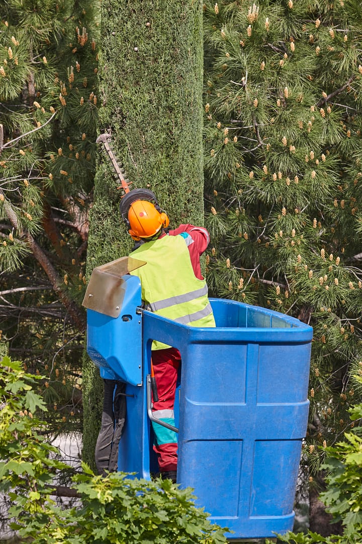 Gardener pruning a cypress on a crane. Seasonal trees maintenance