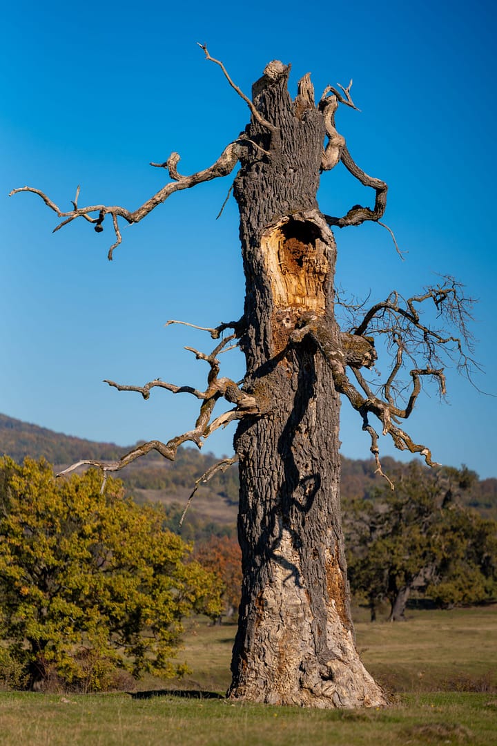 A lone, weathered tree stands against a clear blue sky in a serene landscape
